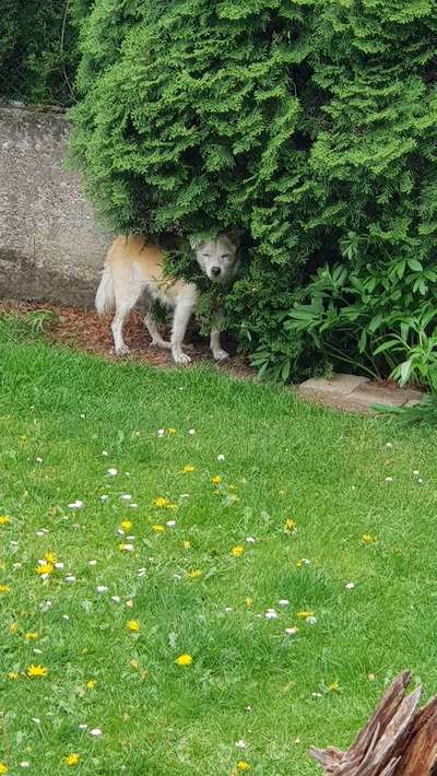 Dein Hund im Dogorama-Kalender 2021-Beitrag-Bild