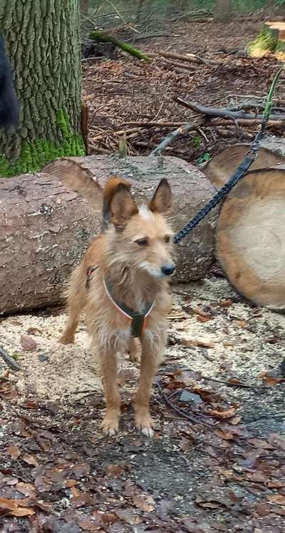 Podencomischling oder Podenco-Beitrag-Bild