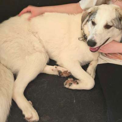 Hundetreffen-Gassigehen wie dein Hund es möchte gerne hat-Bild