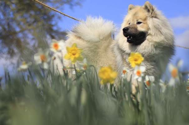 Eurasier hier?-Beitrag-Bild
