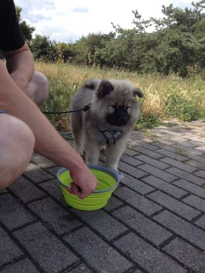 Eurasier hier?-Beitrag-Bild