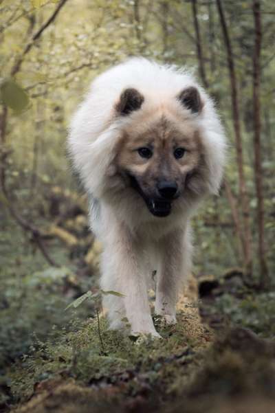 Eurasier hier?-Beitrag-Bild