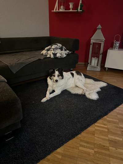 aktuelles Foto Gruppe Hundesitting Schweiz