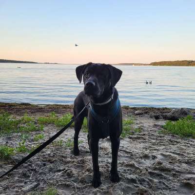 Hundetreffen-Spielfreunde bis Gassi gehen-Bild