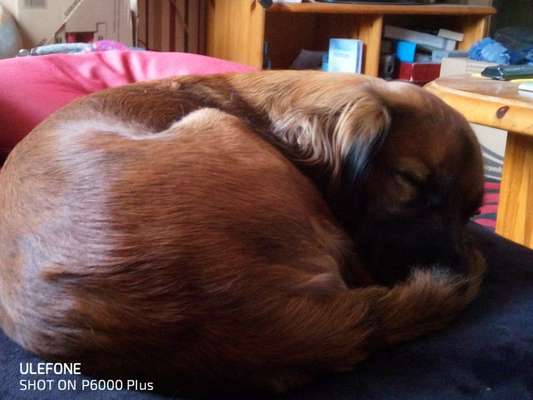 Wo habt ihr eure Hunde her ?-Beitrag-Bild