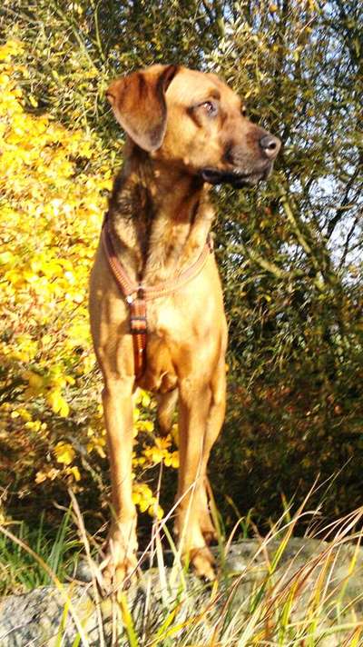 Rhodesian Ridgeback-Beitrag-Bild