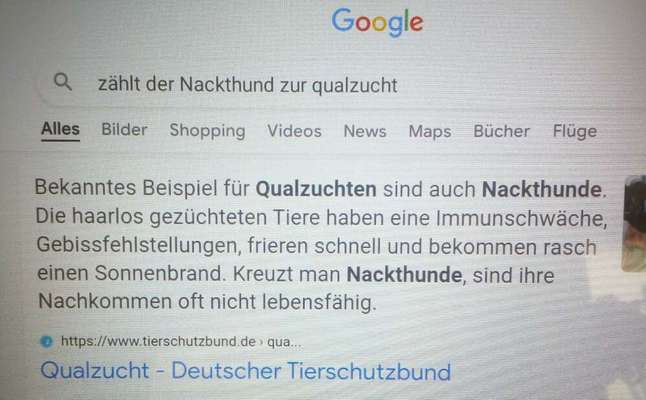 Brachycephale Hunderassen-Beitrag-Bild