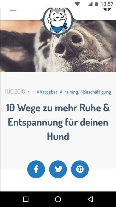 Unkontrollierter Hund-Beitrag-Bild
