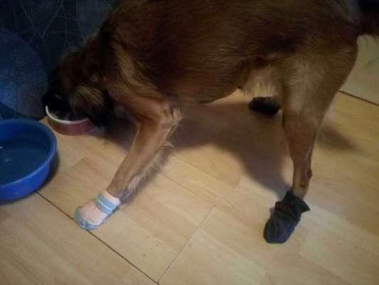 Kralle verletzte - kein Hundeschuh passt-Beitrag-Bild