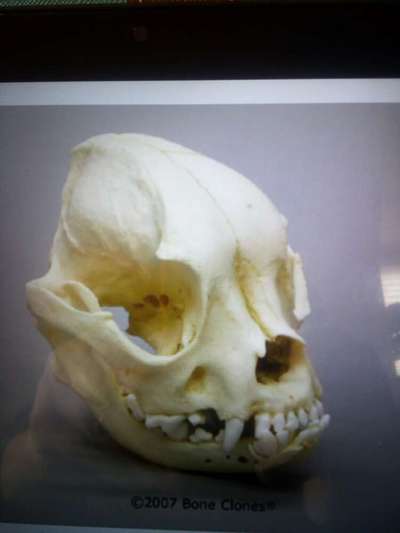 Brachycephale Hunderassen-Beitrag-Bild