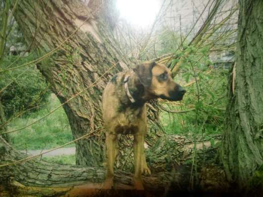 Seltene Rassen!-Beitrag-Bild