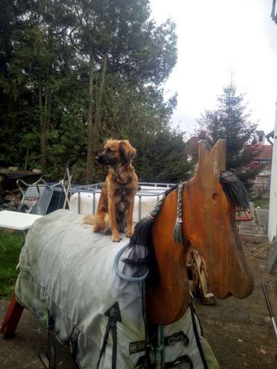 Wo habt ihr eure Hunde her ?-Beitrag-Bild