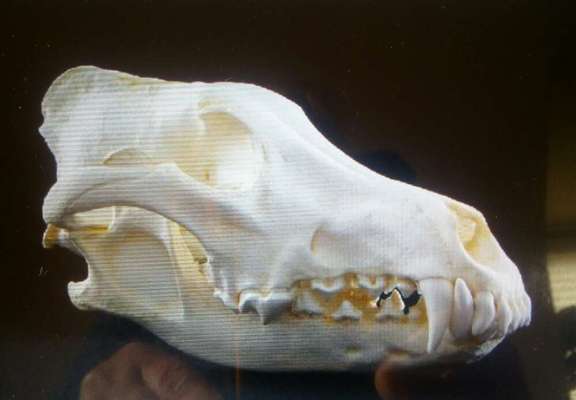 Brachycephale Hunderassen-Beitrag-Bild