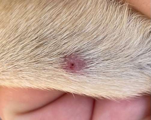 Zecke nicht komplett entfernt-Beitrag-Bild