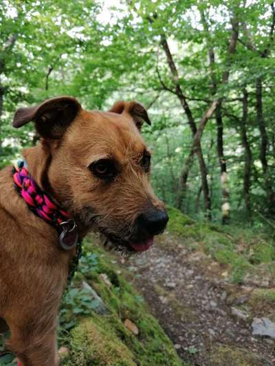 Die Dogorama Monats Challenge "Es grünt und blüht"-Beitrag-Bild