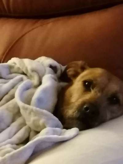 Dogorama Photo Challenge - Gassipause-Beitrag-Bild