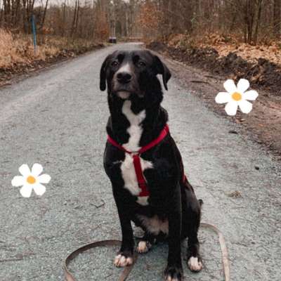 Hundetreffen-gemeinsame Spaziergänge/ Training