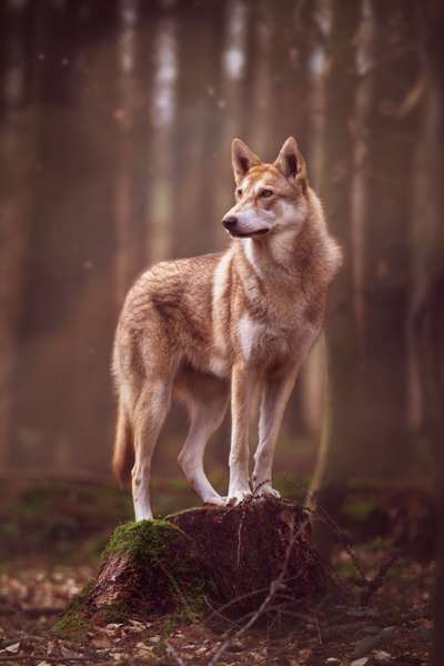 Wolfhunde Besitzer TWH oder SWH hier?-Beitrag-Bild