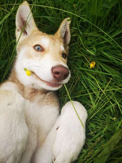 Welpen Bilder !-Beitrag-Bild