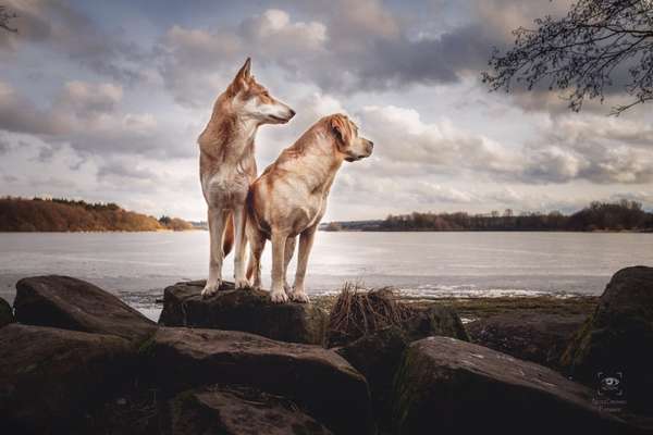 Dogorama-Monats-Challenge-Mai "Wasser"-Beitrag-Bild