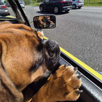 Hundetreffen-Boxer Freunde gesucht-Bild