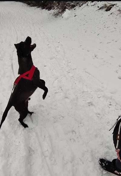 Fotochallenge 66 ~ Rennaction -Zeig deinen Hund im Lauf-Beitrag-Bild