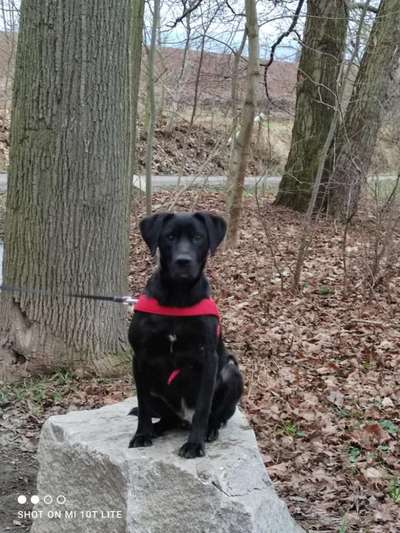 Hundetreffen-Spielen und neue Hunde kennenlernen-Bild