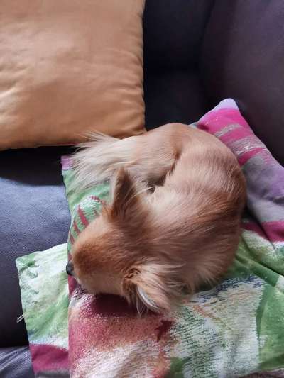 Warum liebst du deinen Hund?-Beitrag-Bild