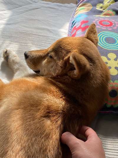 Shiba Inu und andere japanische Rassen!-Beitrag-Bild