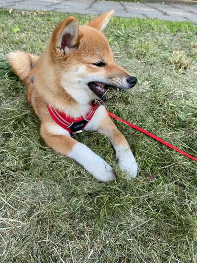 Die Dogorama Monats Challenge "Es grünt und blüht"-Beitrag-Bild