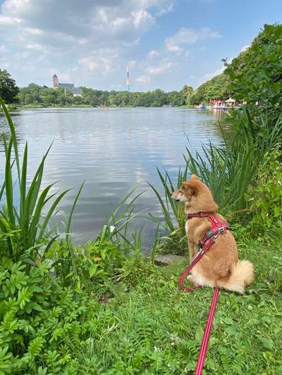 Die Dogorama Kalender Challenge 4/4-Beitrag-Bild