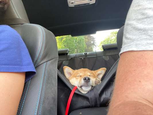 Die Dogorama Wochen Challenge-Beitrag-Bild