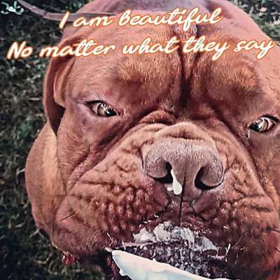 Lustige Bilder-Beitrag-Bild