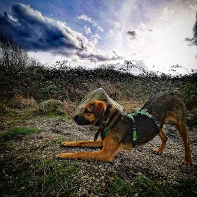 Hundetreffen-Spielgefährten, Leinentraining-Profilbild