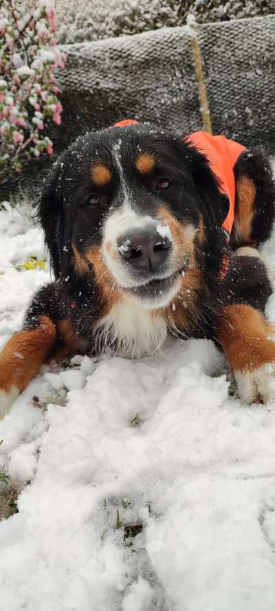 Berner Sennen-Beitrag-Bild