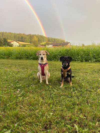 Hundetreffen-Gemeinsame Gassirunden-Bild