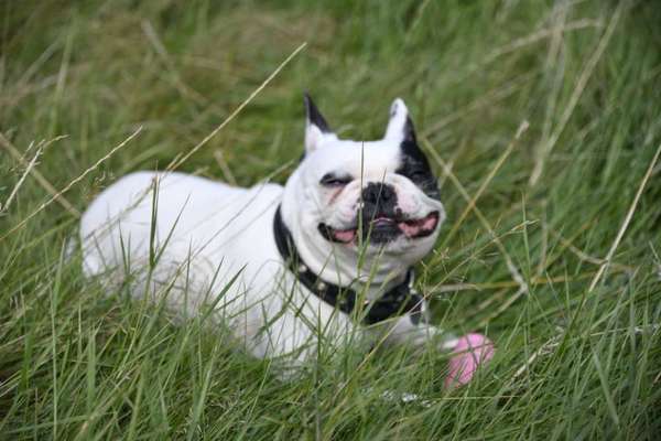 Hundetreffen-Spaziergang/ Spielrunde-Bild