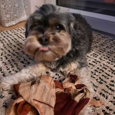 bolonka zwetna 😁-Beitrag-Bild