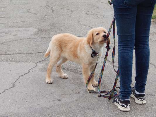 Welpen Bilder !-Beitrag-Bild