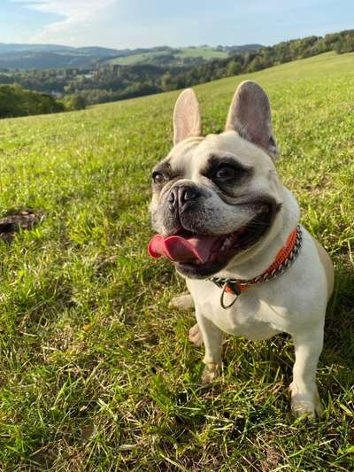 Zeigt her eure Frenchi-Beitrag-Bild