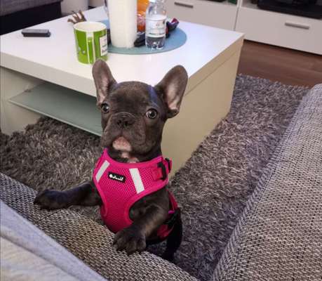 Französische Bulldoggen-Beitrag-Bild