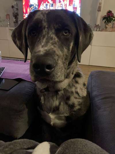 Labradorfans-Beitrag-Bild