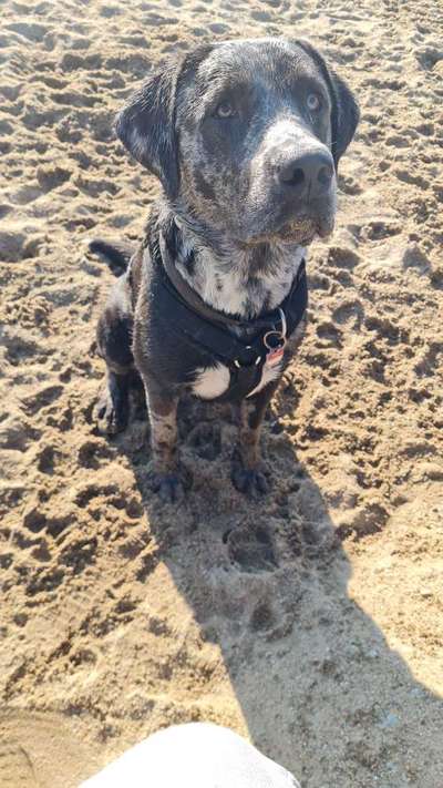 Labradorfans-Beitrag-Bild