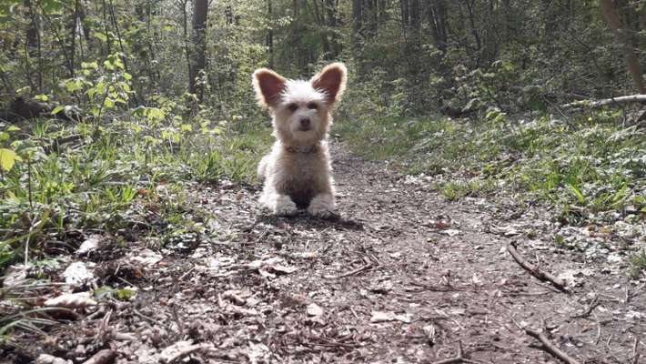 Hundetreffen-Stundis gesucht-Bild