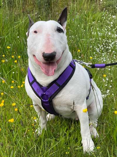 Die Dogorama Monats Challenge "Es grünt und blüht"-Beitrag-Bild