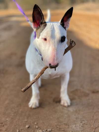 Miniatur Bull Terrier-Beitrag-Bild