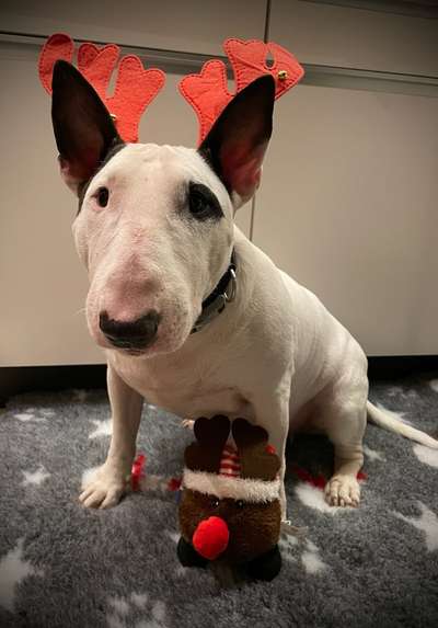 Standard Bullterrier-Beitrag-Bild