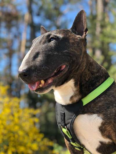 Miniatur Bull Terrier-Beitrag-Bild