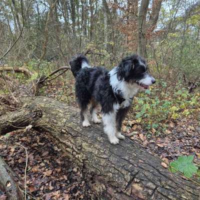 Hundetreffen-Spaziergang, gemeinsames Training, Spielen-Bild
