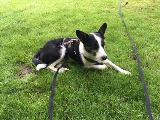 Hundetreffen-Begleitung für Spaziergänge gesucht-Bild